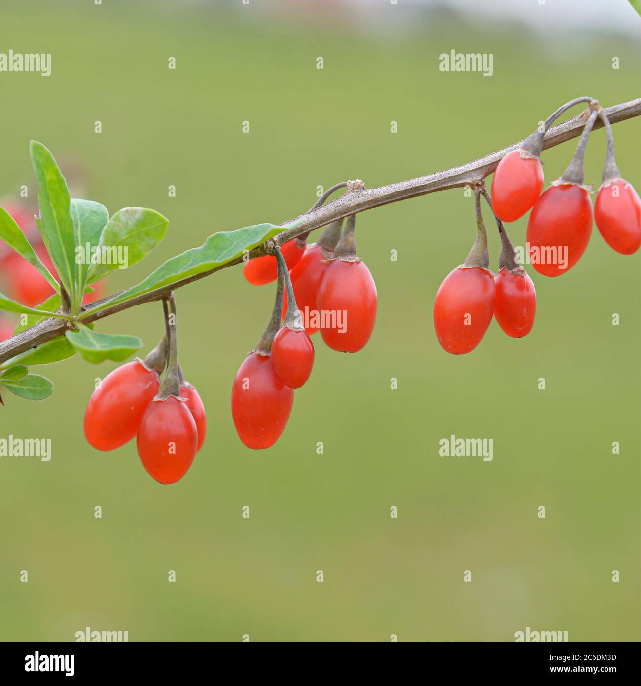 Goji-Beere, Lycium barbarum SWEET LIFEBERRY ®, Goji berry, Lycium barbarum BERRY SWEET LIFE ® Foto Stock