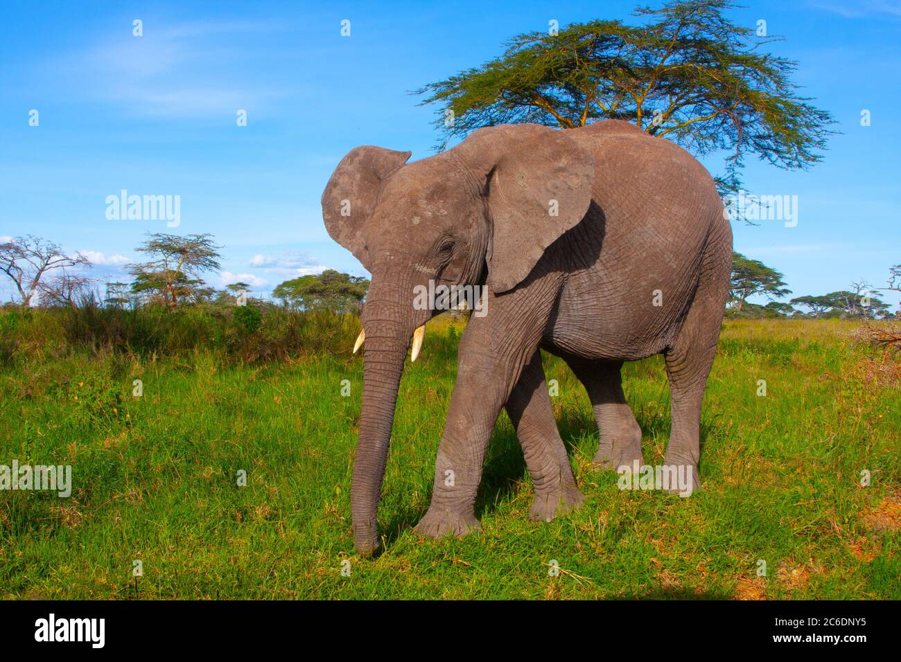 Giovane elefante africano Bush (Loxodonta africana) come parte di un allevamento Foto Stock