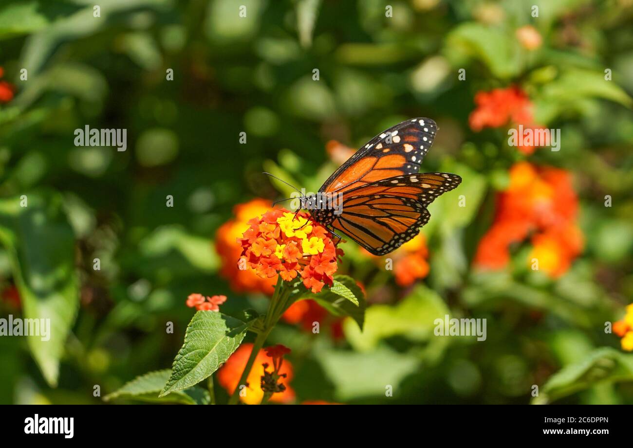 Farfalla monarca, (Danaus plexippus). Alghe mungenti, tigre comune, o vanderro, alimentazione marrone venato nero su pianta Lantana, Spagna. Foto Stock