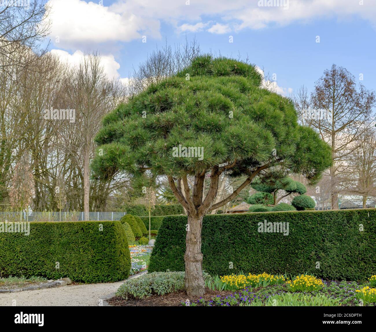 Schwarz-Kiefer, Pinus nigra Select, Pino Nero, Pinus nigra Select Foto Stock