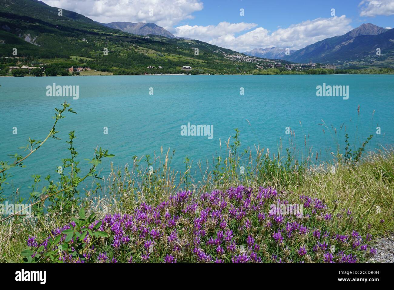 Fiori di porpora che crescono sul bordo del lago Serre Ponçon, Francia Foto Stock