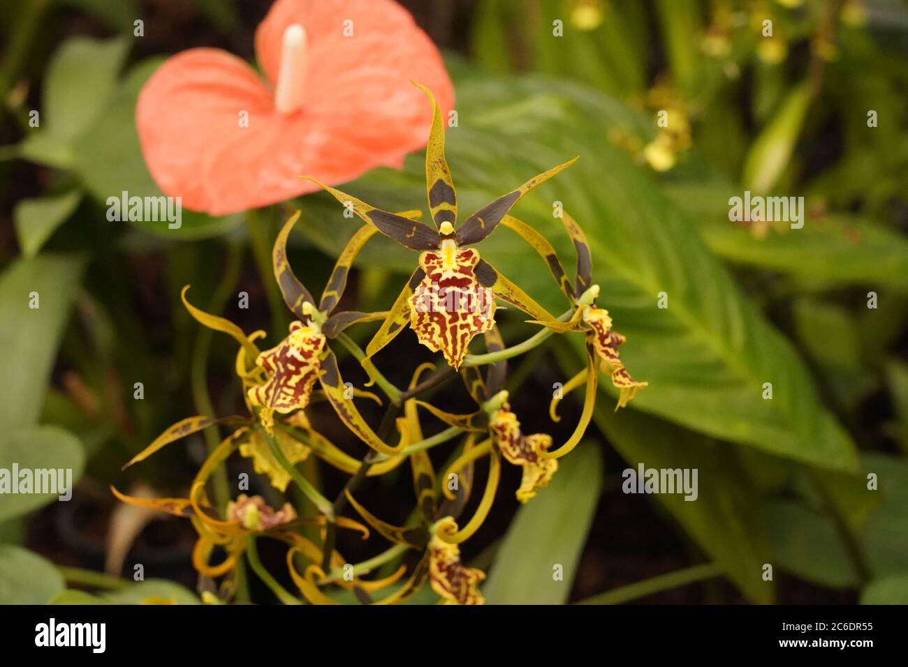 Tiger colorato giallo uccello orchidea ragno come nella sua danza, Queensland, Australia Foto Stock