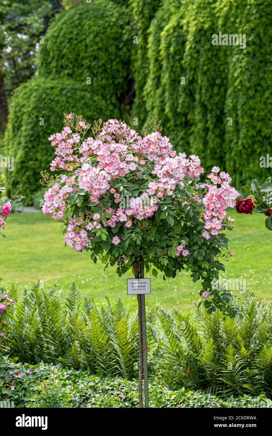 Strauch-Rose, Rosa Ballerina, rosa arbusto, Rosa Ballerina Foto Stock