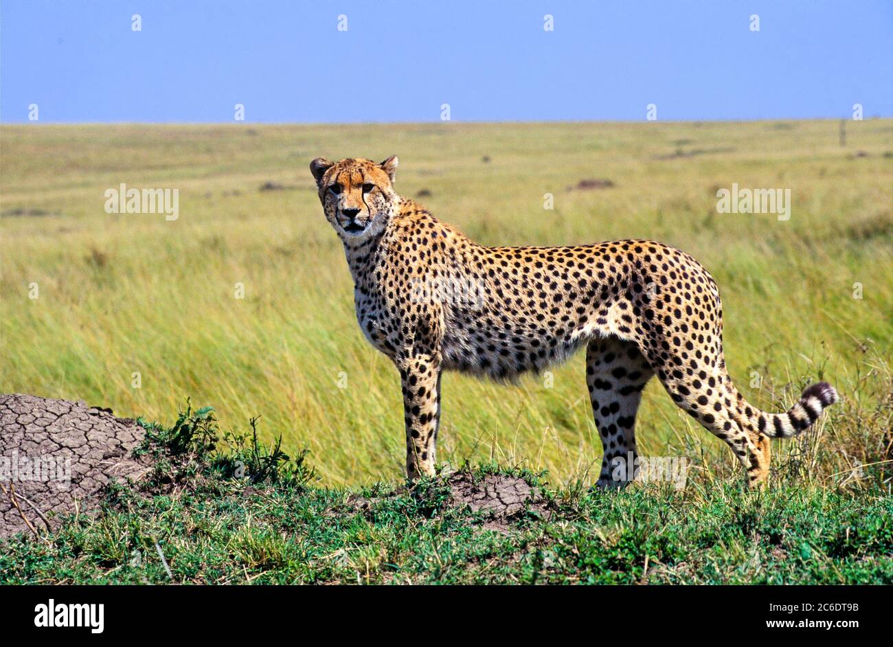 lone ghepardo (Achinonyx jubatus). Fotografato in Tanzania Foto Stock