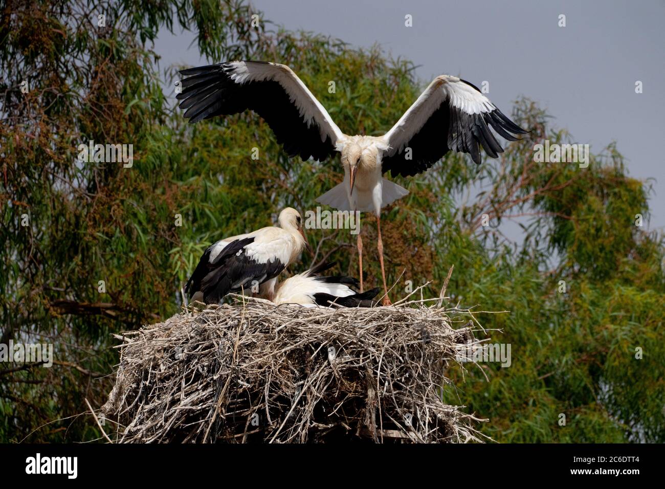 Nest of a White Stork (Ciconia ciconia) gli adulti stanno nutrendo i giovani fotografati in Israele a giugno Foto Stock