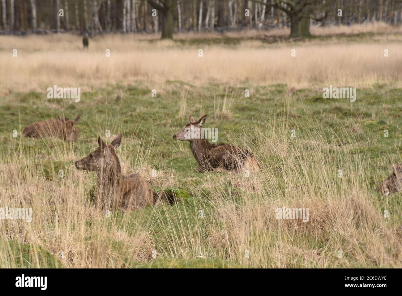 cervi selvatici che pascolano nelle praterie Foto Stock