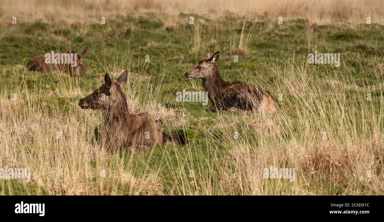 cervi selvatici che pascolano nelle praterie Foto Stock