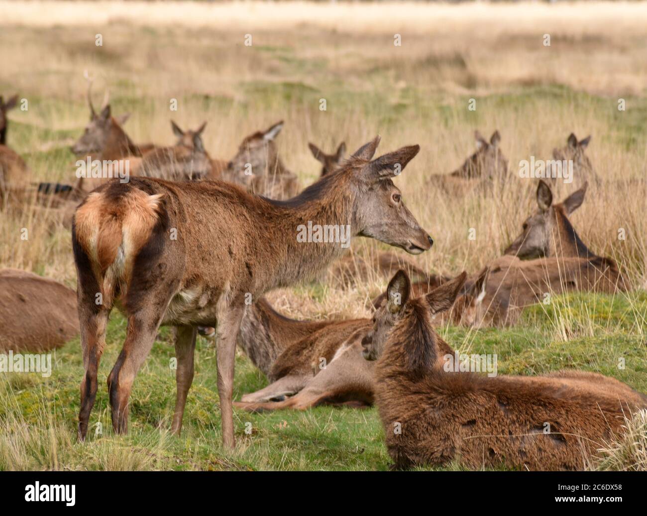 cervi selvatici che pascolano nelle praterie Foto Stock