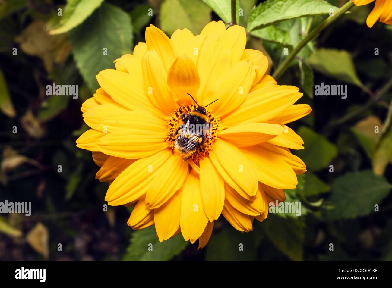 Bumblebee raccoglie polline su fiore rosa. Macro primo piano di bumblebee raccolta nettare per il miele. Foto Stock