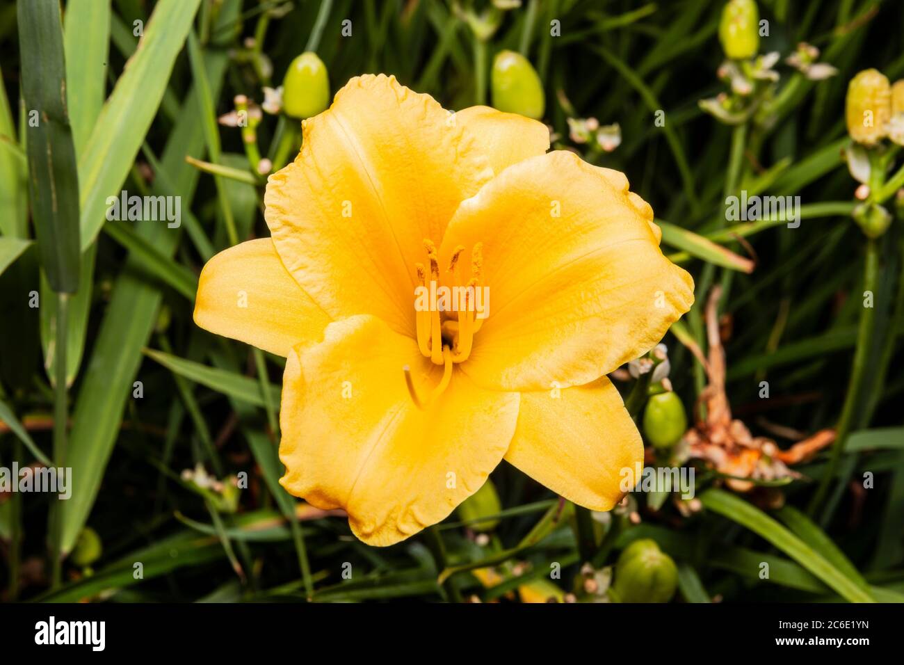 Lily fiore su campo. Fiore giallo giglio in estate. Foto Stock