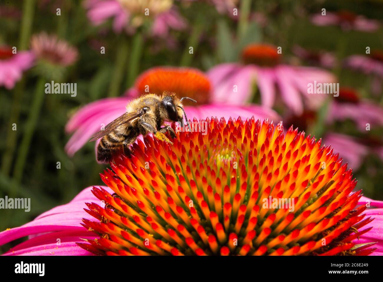 L'ape raccoglie polline su fiore rosa. Macro primo piano di ape raccolta nettare per il miele. Foto Stock