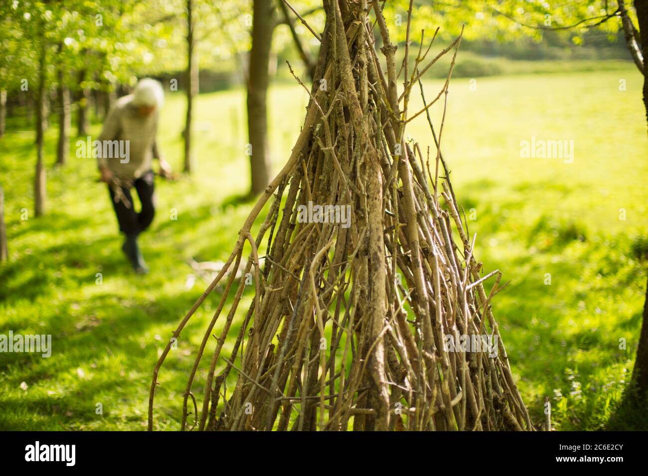 Donna anziana che raccoglie rami per la teepee in bosco Foto Stock