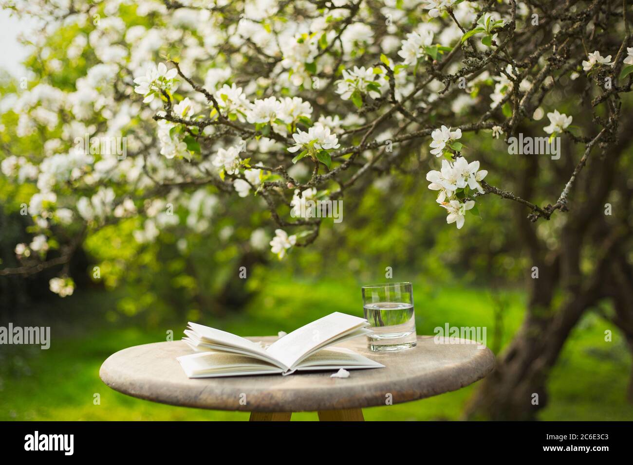 Libro e acqua sulla tavola sotto l'albero di fiori in giardino Foto Stock