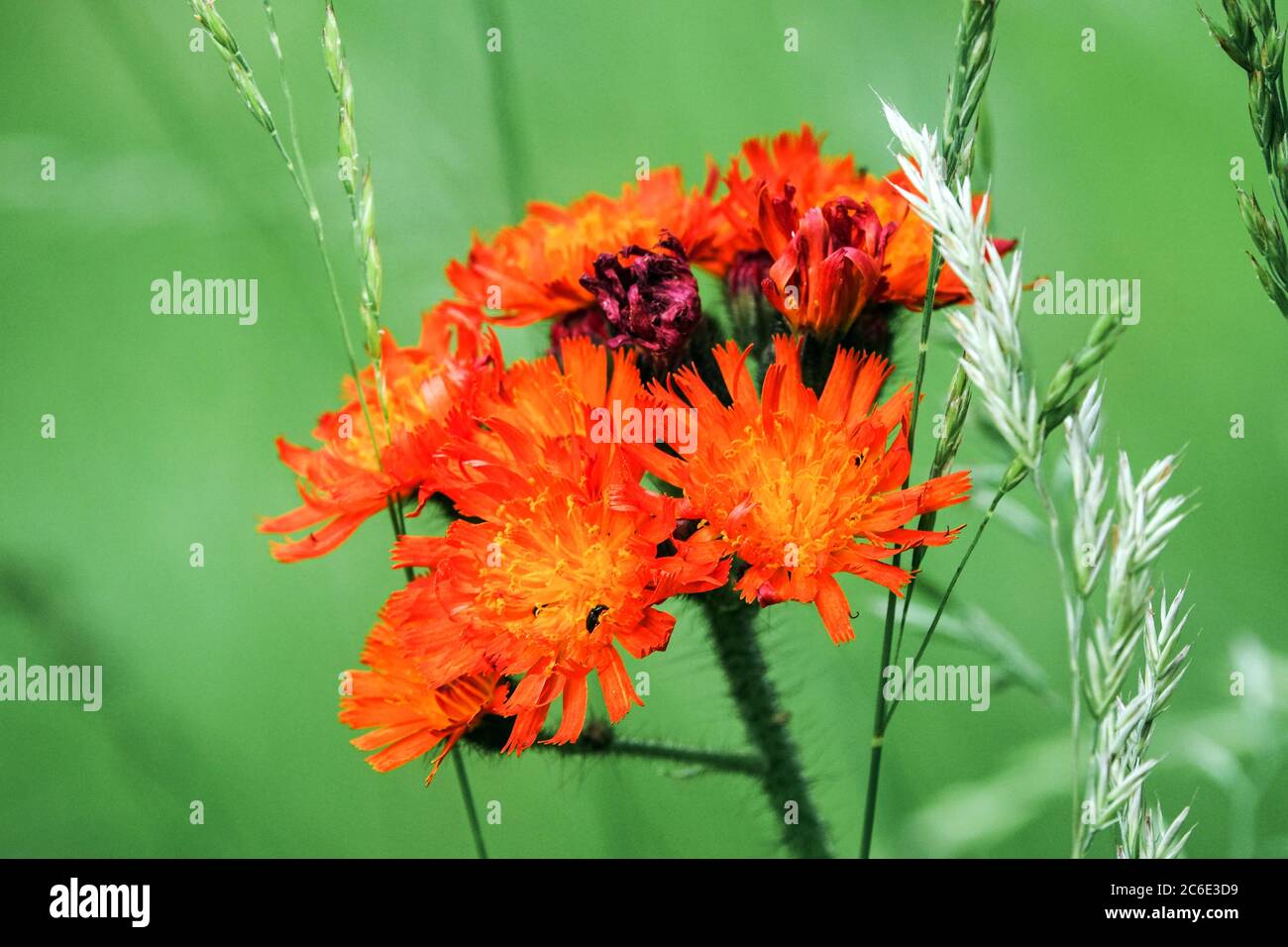 Hieracium aurantiacum Arancio Hawkweed fiori selvatici Foto Stock