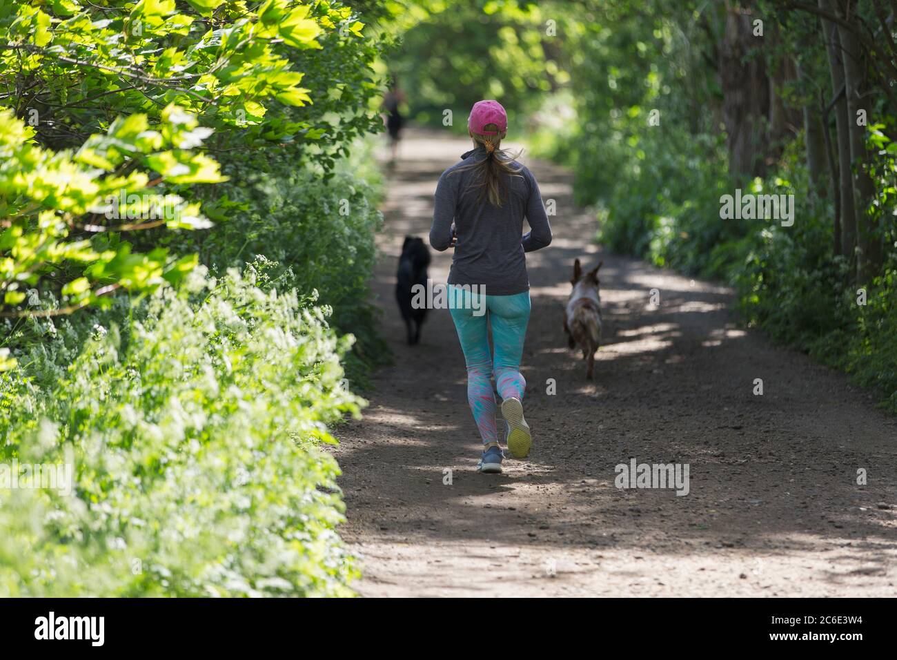 Donna che fa jogging su un sentiero soleggiato con cani Foto Stock