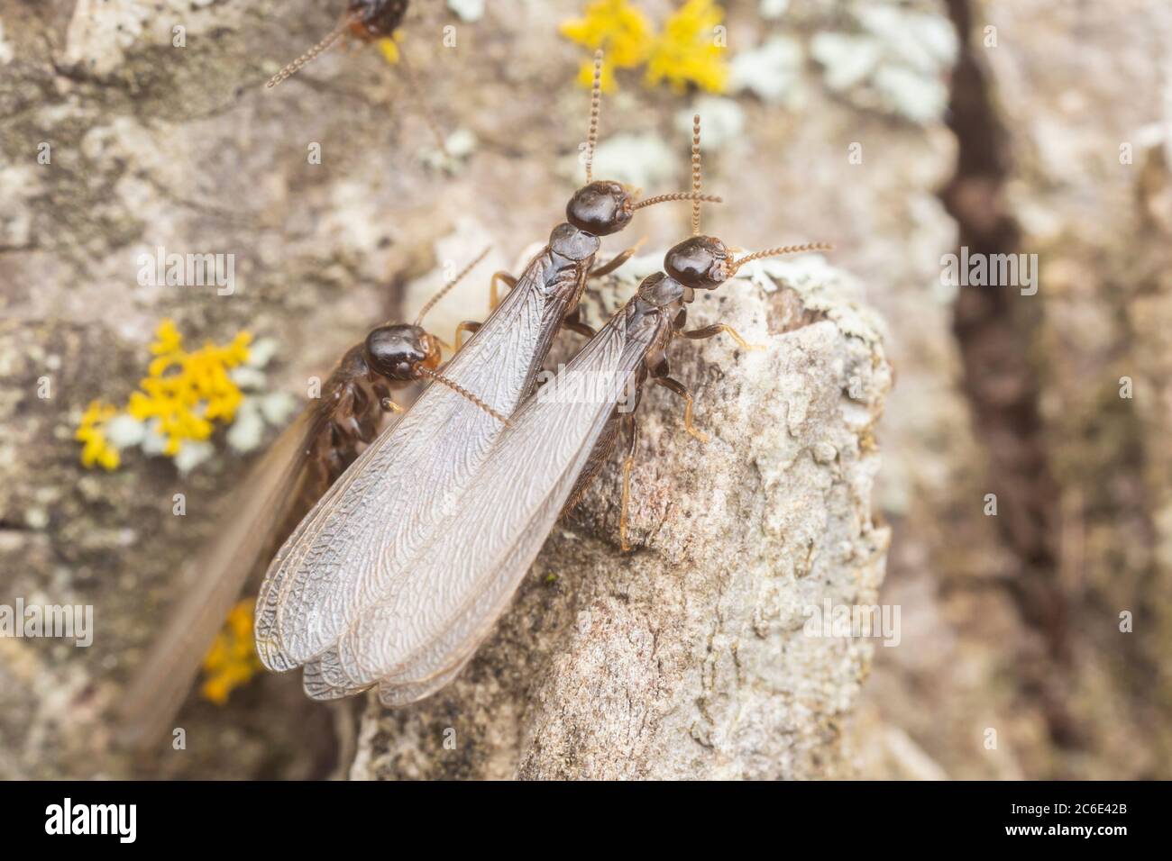 Sciabordare Termite sotterraneo orientale (Reticulitermes flavipes) gli alati emergono da un albero e volano via per iniziare le loro colonie. Foto Stock