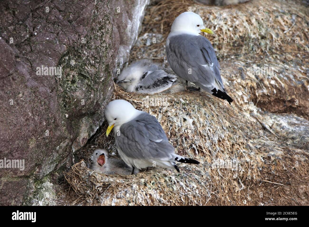 KITTIWAKE (Rissa tridactyla) con pulcino sulla sporgenza nidificanti, Scozia, Regno Unito. Foto Stock