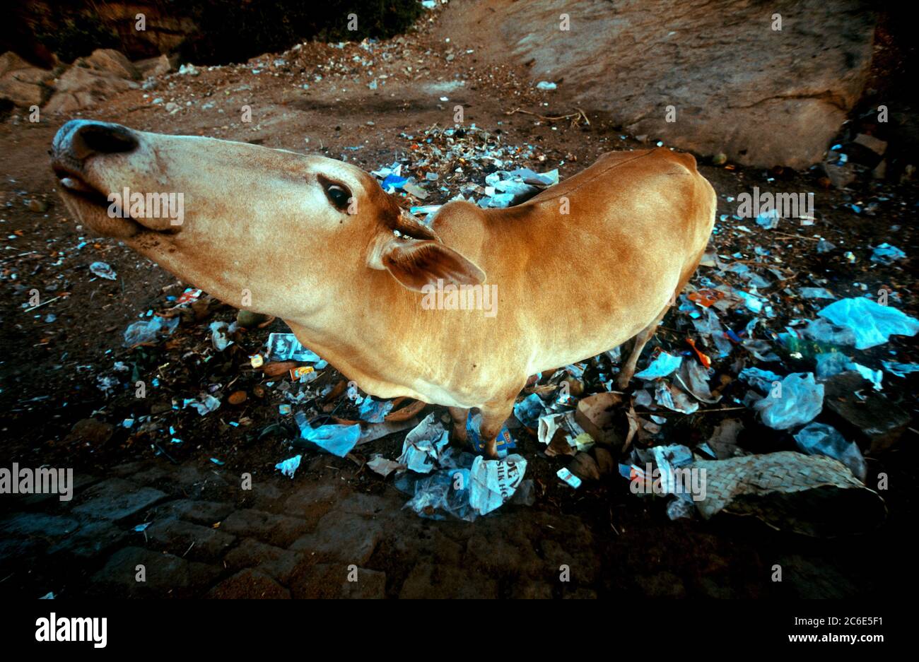 Mucca mangiare sacchetto di plastica scaricato in campagna, rifiuti, Karnataka, India, Asia Foto Stock