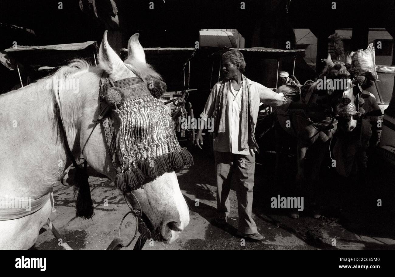 Scuderia e guardiano che preparano i cavalli per un matrimonio, Benares, Varanasi, India, Asia Foto Stock