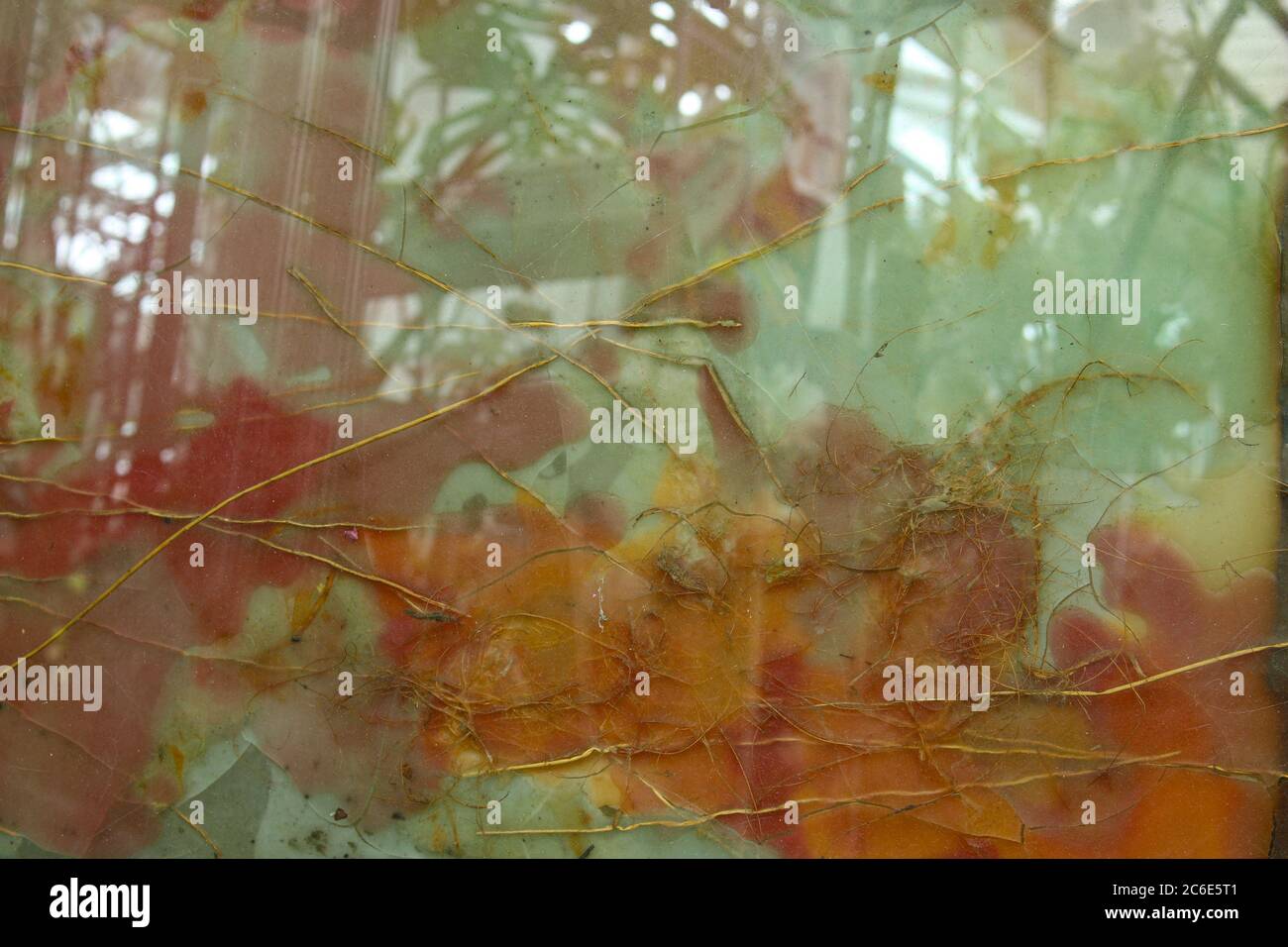 Piante dietro vetro smerigliato colorato che riflette piante di serra Foto Stock