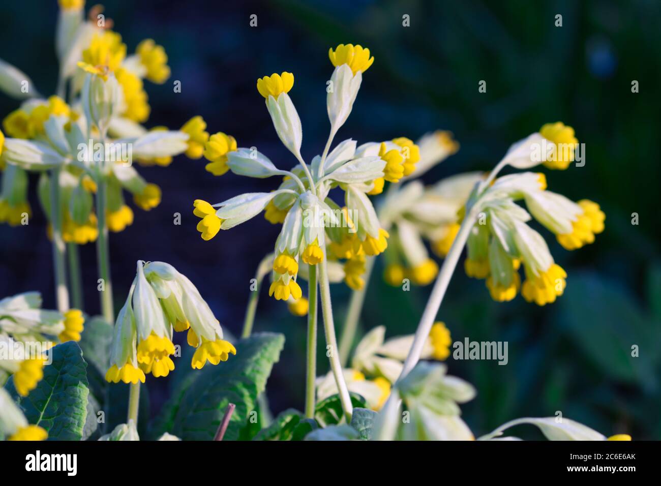 Fiori gialli di rosa primaverile in fiore in habitat naturale in luce solare calda nel giardino di primavera, sfondo blu scuro sfocato Foto Stock