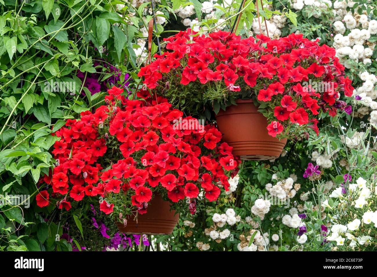 Petunie rosse in pentole appese Foto Stock