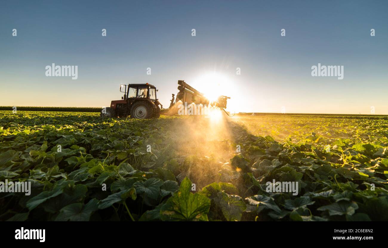 Il trattore la spruzzatura di pesticidi in campo vegetale con spruzzatore a molla Foto Stock