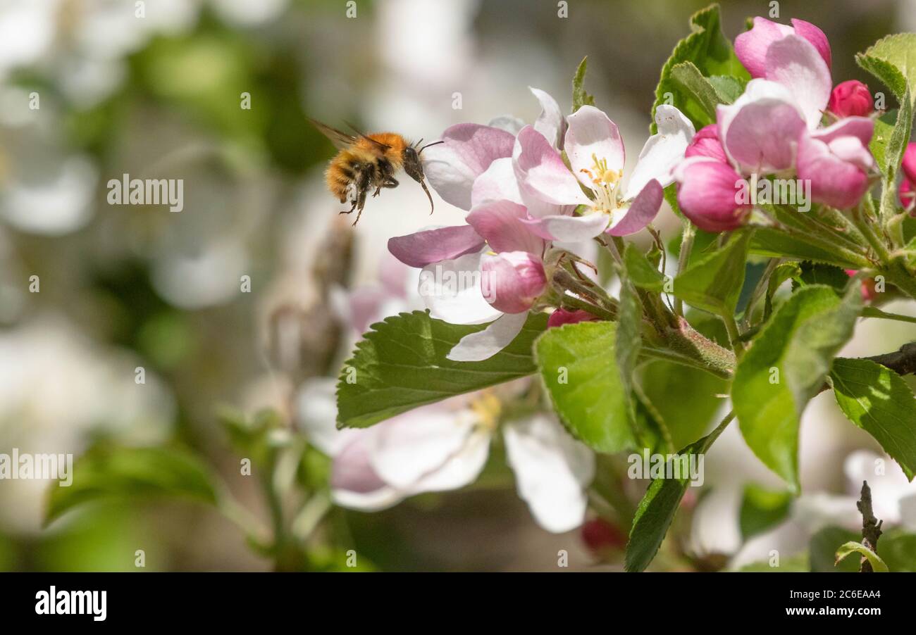 Un comune carder Bumble ape (UK) che vola in fiore di mela. Il proboschi è pronto a bere polline e nettare. Foto Stock