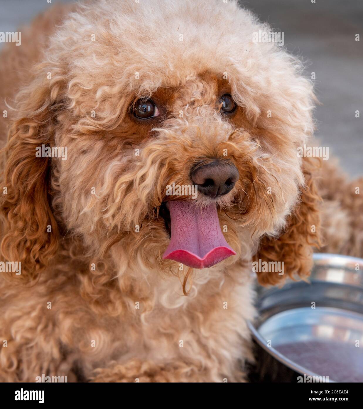 Cockapoo cane maschio con la lingua che pende fuori in una calda giornata di sole Foto Stock