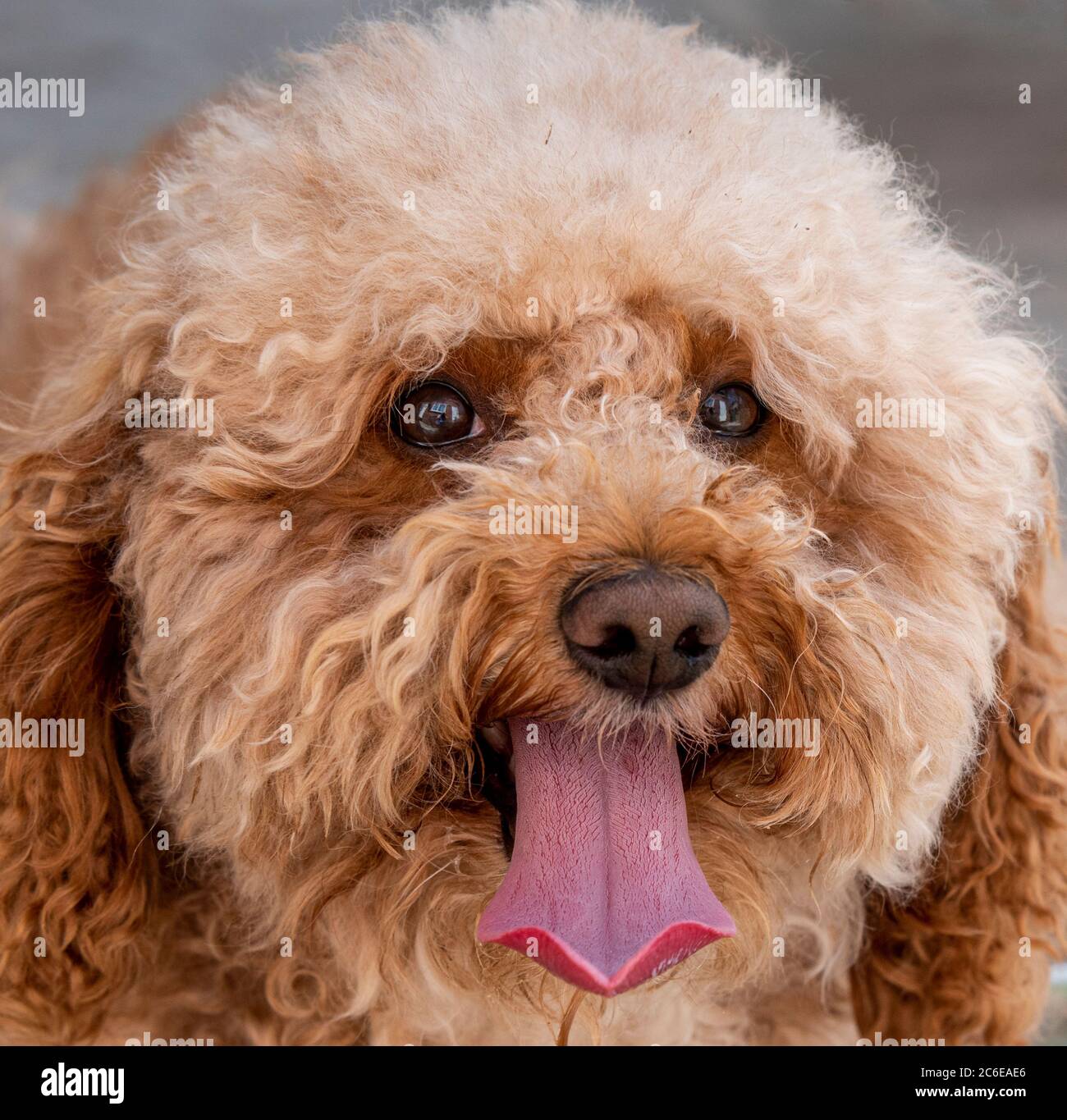 Cockapoo cane maschio con la lingua che pende fuori in una calda giornata di sole Foto Stock