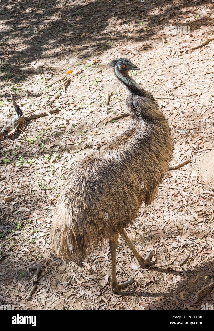 emu isolata con morbide piume marroni in una giornata di sole nella NT dell'Australia Foto Stock