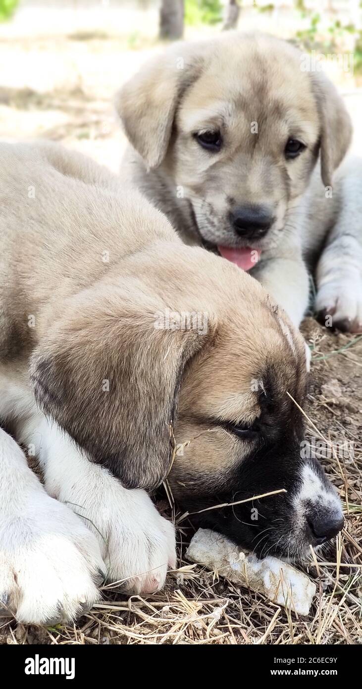 Cucciolo, cane pastore Anatoliano. Giocare con il fratello in giardino... Foto Stock