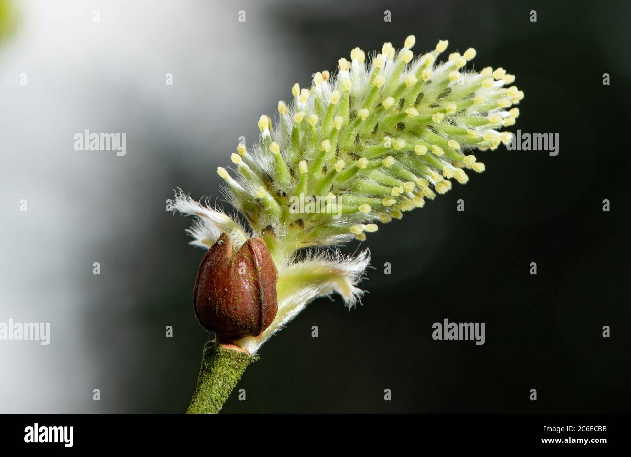 Primo piano di Goat salice in un giardino, Chipping, Lancashire. Foto Stock