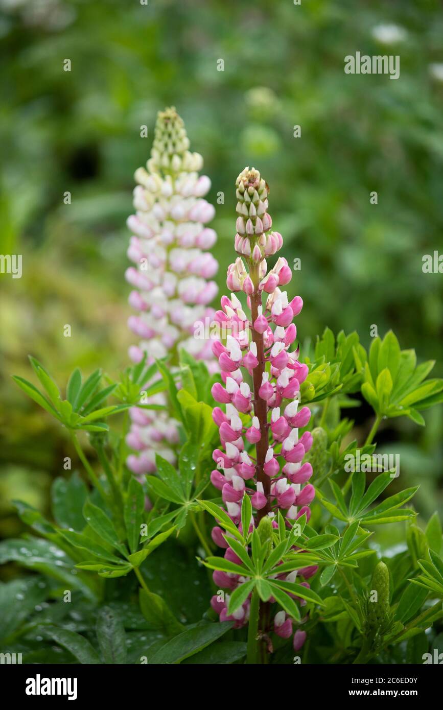 Lupini che crescono in un giardino, Chipping, Preston, Lancashire, Inghilterra, Nord Ovest, Regno Unito. Foto Stock