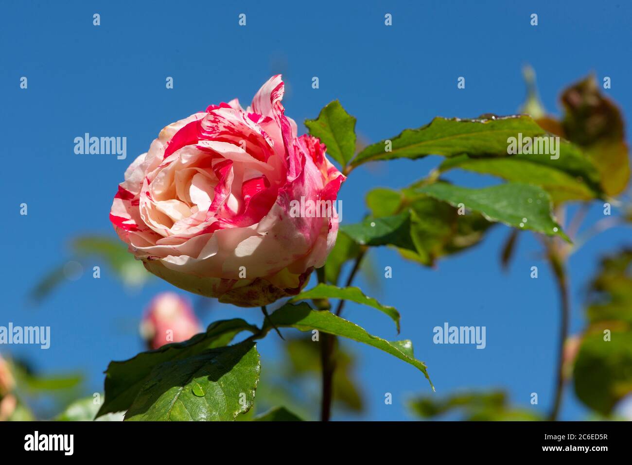 Tea Rose, Chipping, Preston, Lancashire, Regno Unito Foto Stock