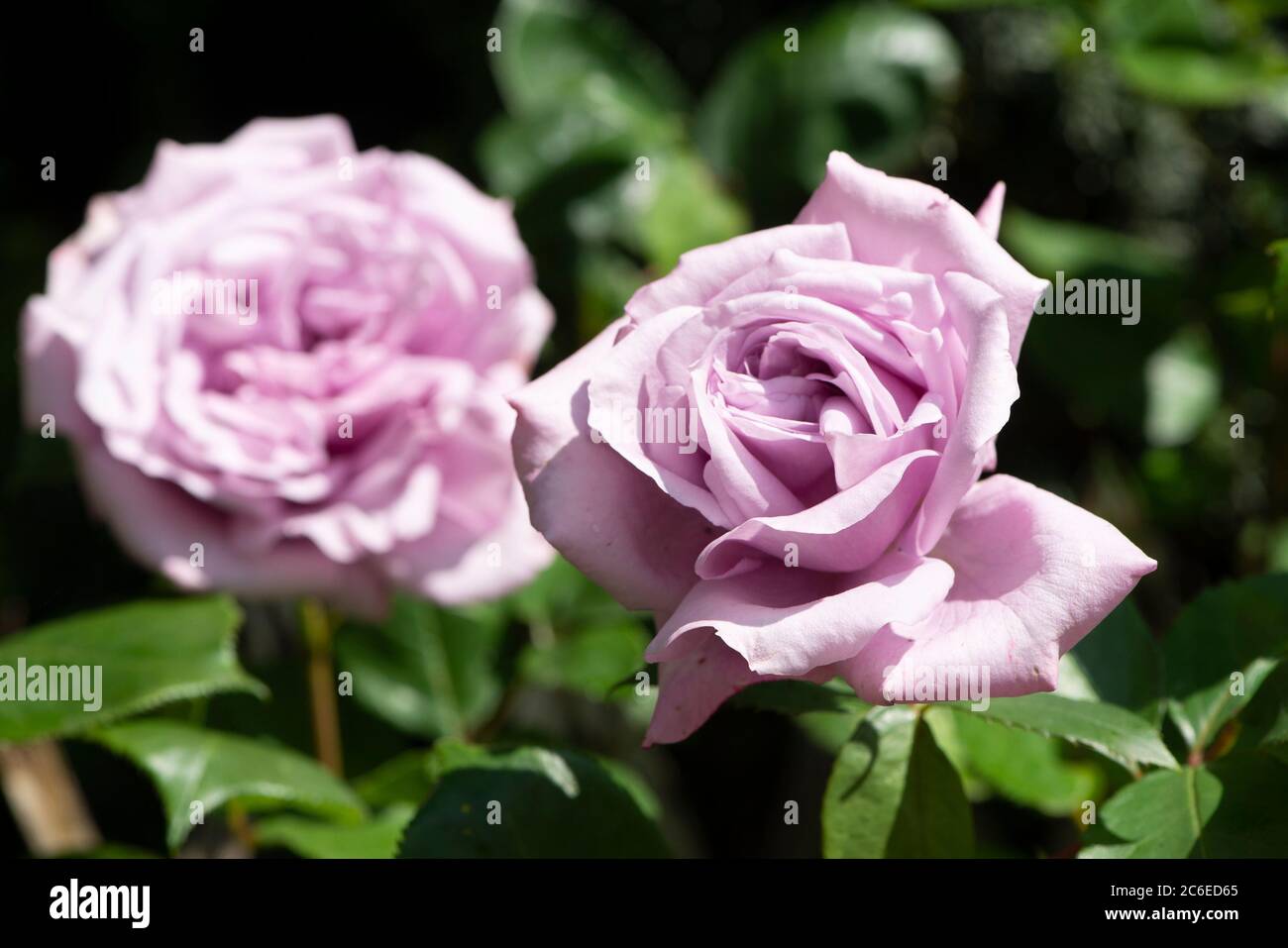 Tea Rose, Chipping, Preston, Lancashire, Regno Unito Foto Stock