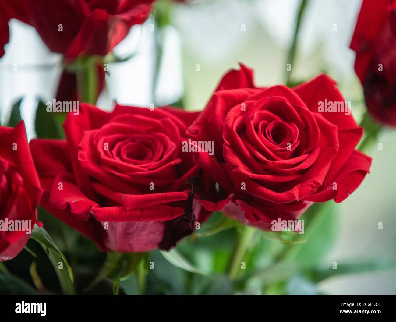 Garden Rose, Chipping, Preston, Lancashire, Inghilterra, Regno Unito. Foto Stock