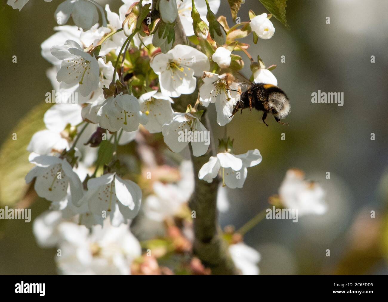 Bumblebee e Wild Cherry Blossom, Chipping, Preston, Lancashire, Regno Unito Foto Stock