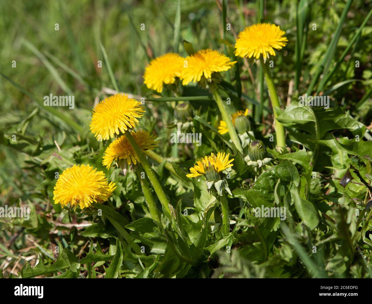 Fiori di dente di leone che crescono in una siepe, Chipping, Preston, Lancashire, UK Foto Stock