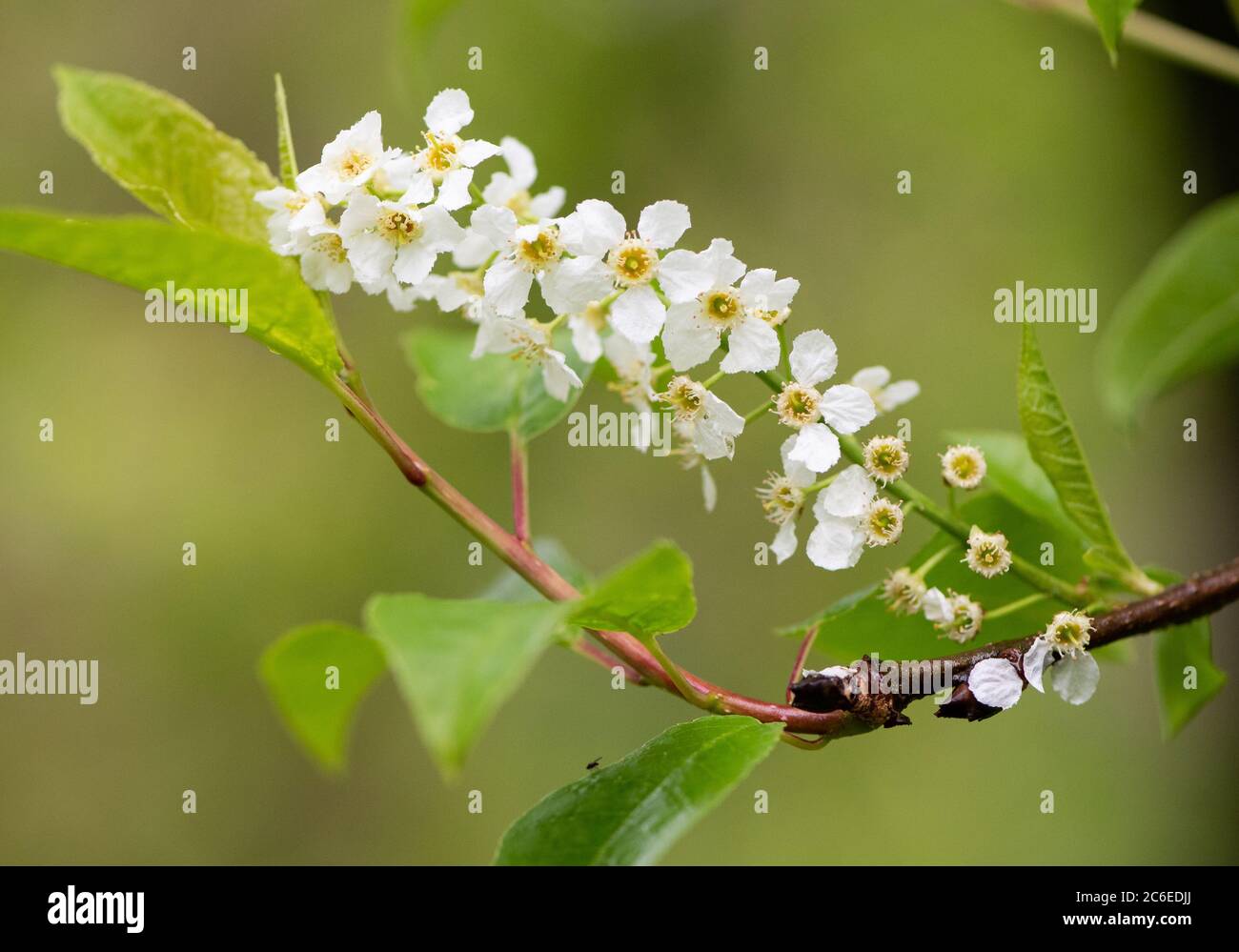 Chokecherry comune in un giardino, Chipping, Preston, Lancashire, UK Foto Stock