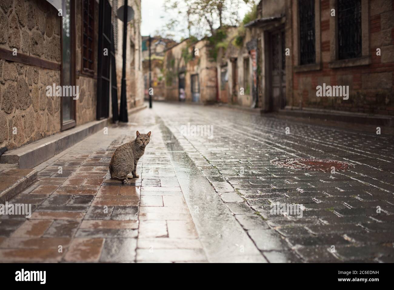 Bagno turco gatto randagio sul bagnato di massa in ciottoli nella città vecchia di Antalya Foto Stock