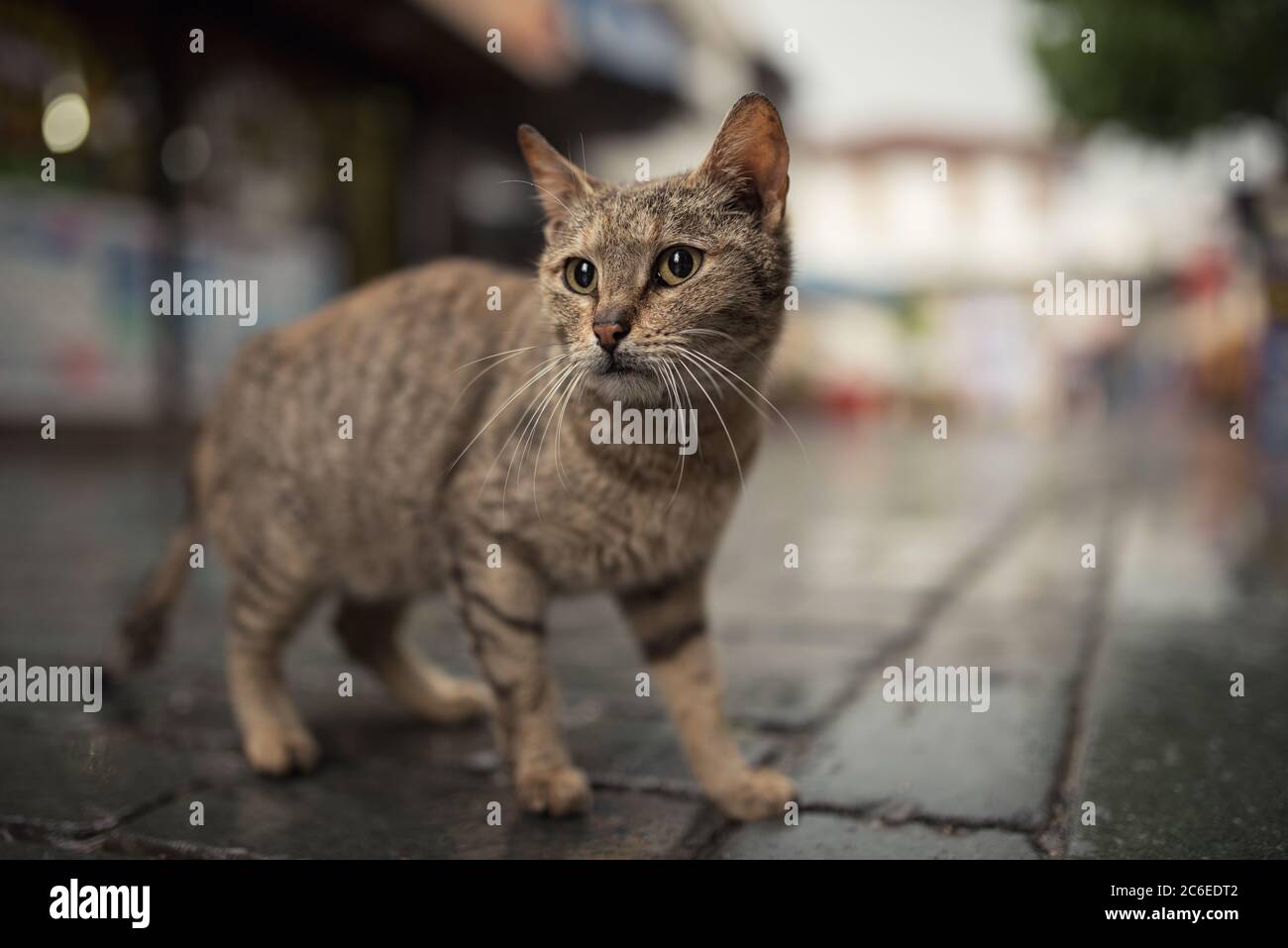 Bagno turco gatto randagio in piedi nella città vecchia di Antalya, Turchia Foto Stock