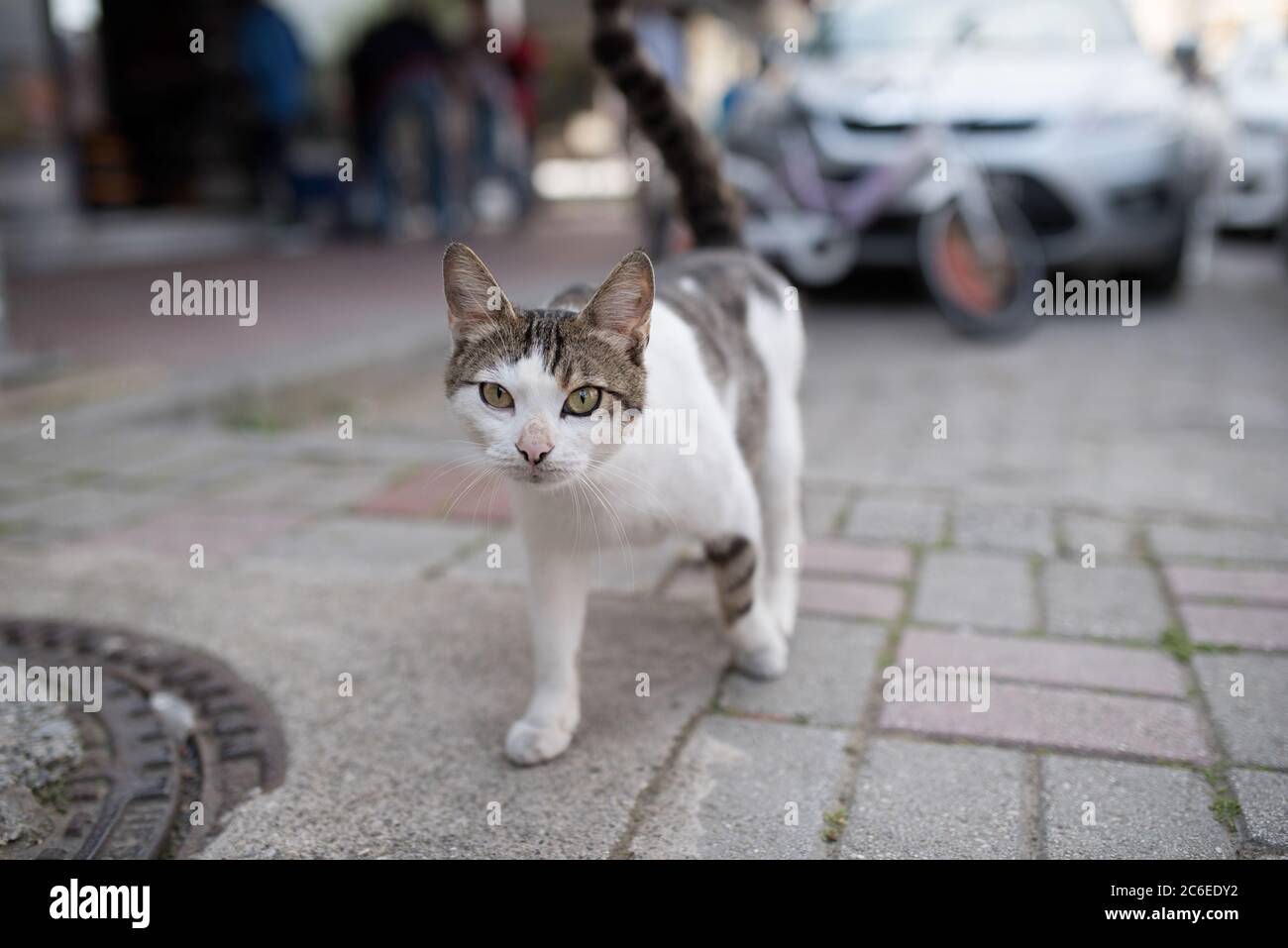 Tabby turco bianco gatto randagio attraversando la strada a Antalya Foto Stock