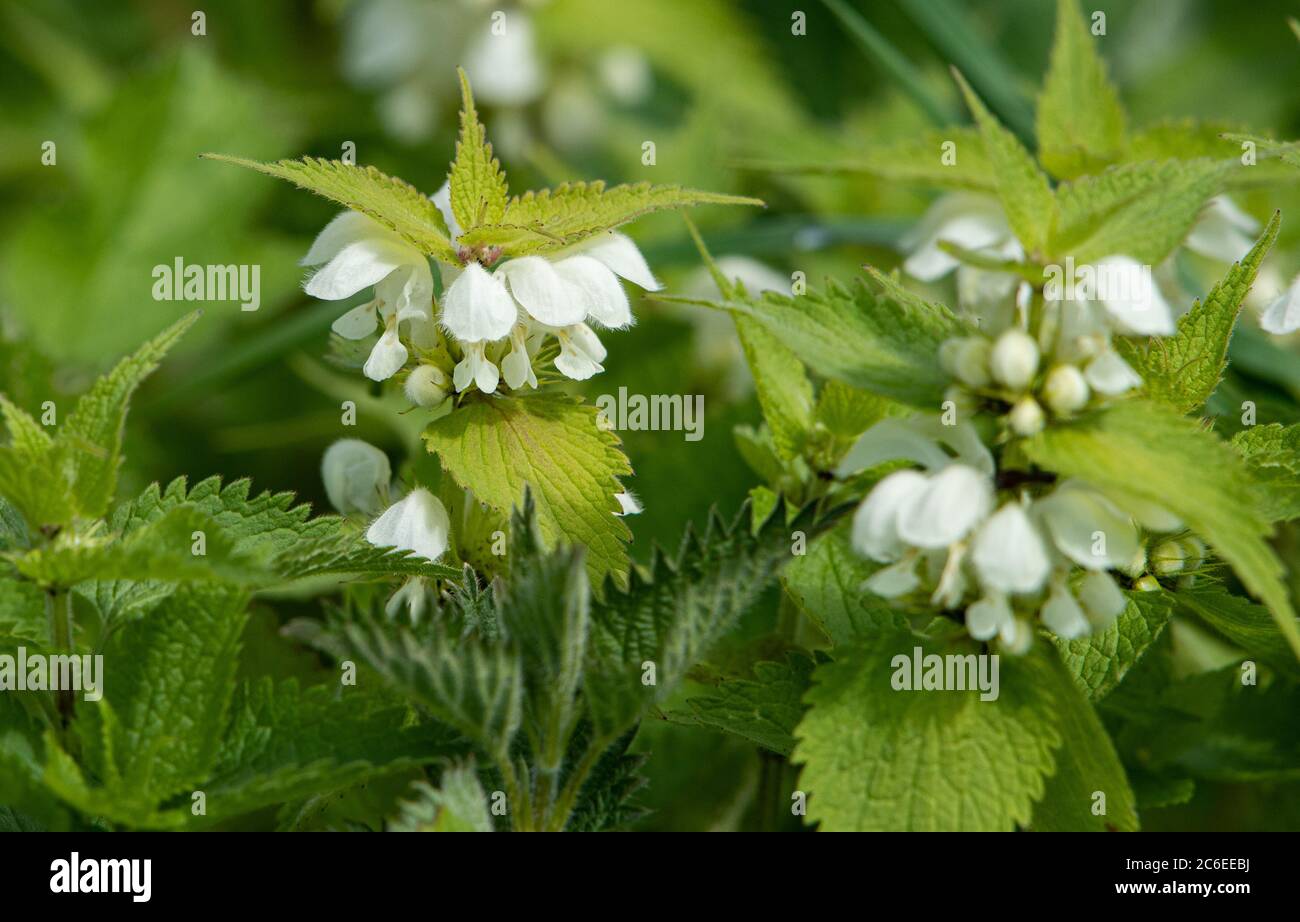 White Dead-Nettle, Chipping, Preston, Lancashire, Regno Unito Foto Stock