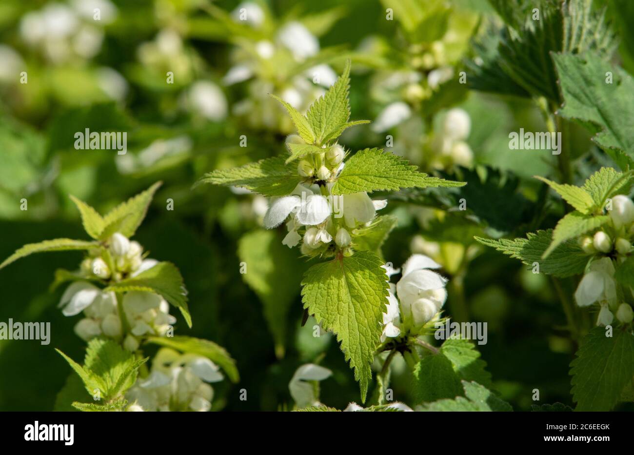 White Dead-Nettle, Chipping, Preston, Lancashire, Regno Unito Foto Stock