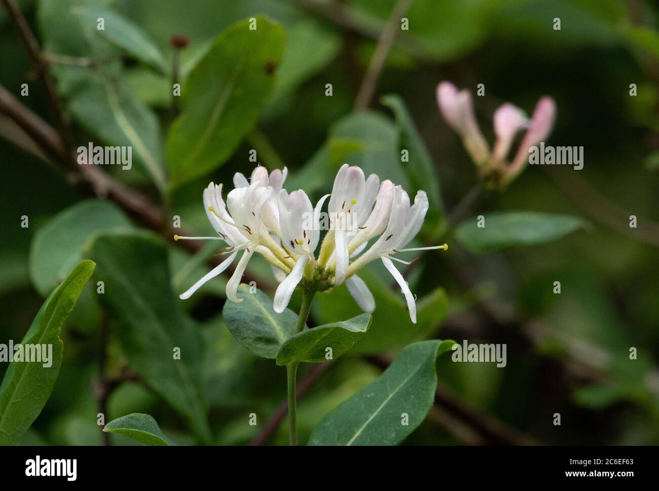 Honeysuckle in una siepe, Chipping, Lancashire. Foto Stock