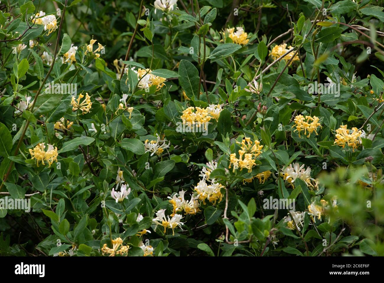 Honeysuckle in una siepe, Chipping, Lancashire. Foto Stock
