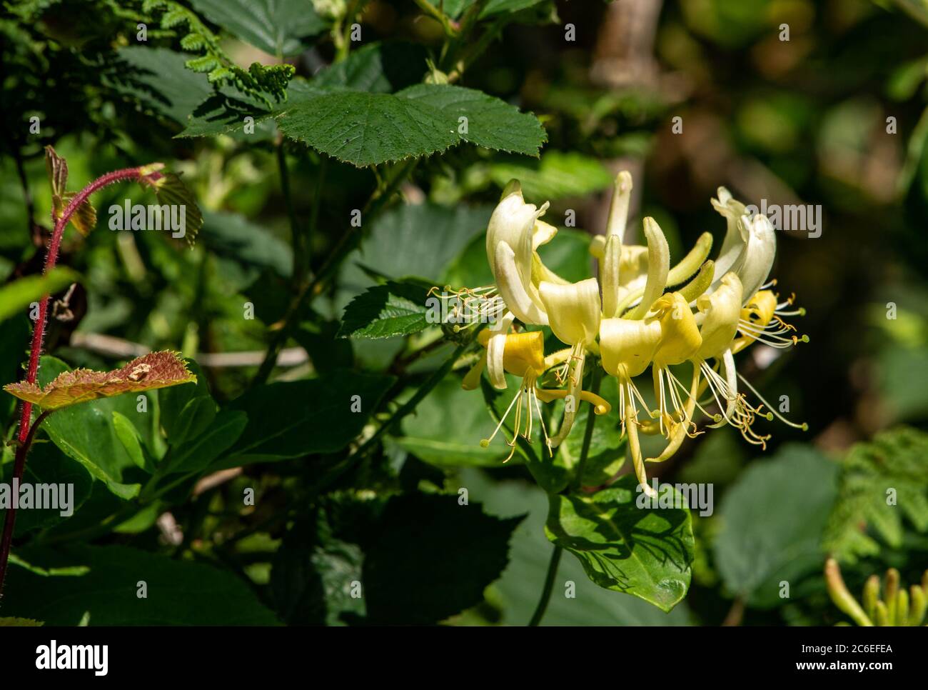 Honeysuckle in una siepe, Chipping, Lancashire. Foto Stock