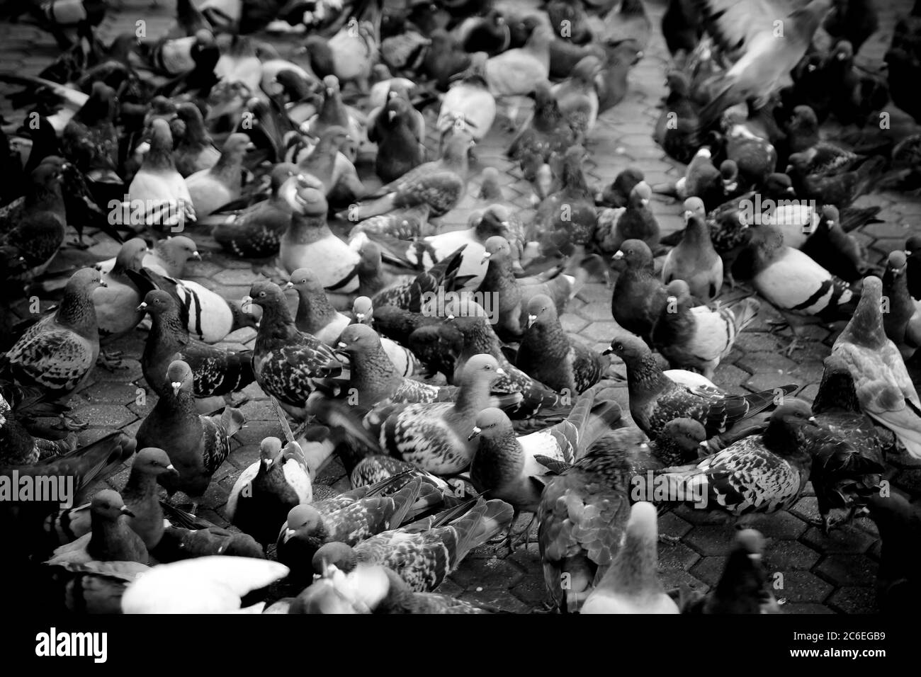 Piccioni urbani in monocromo profondità di campo bassa Foto Stock