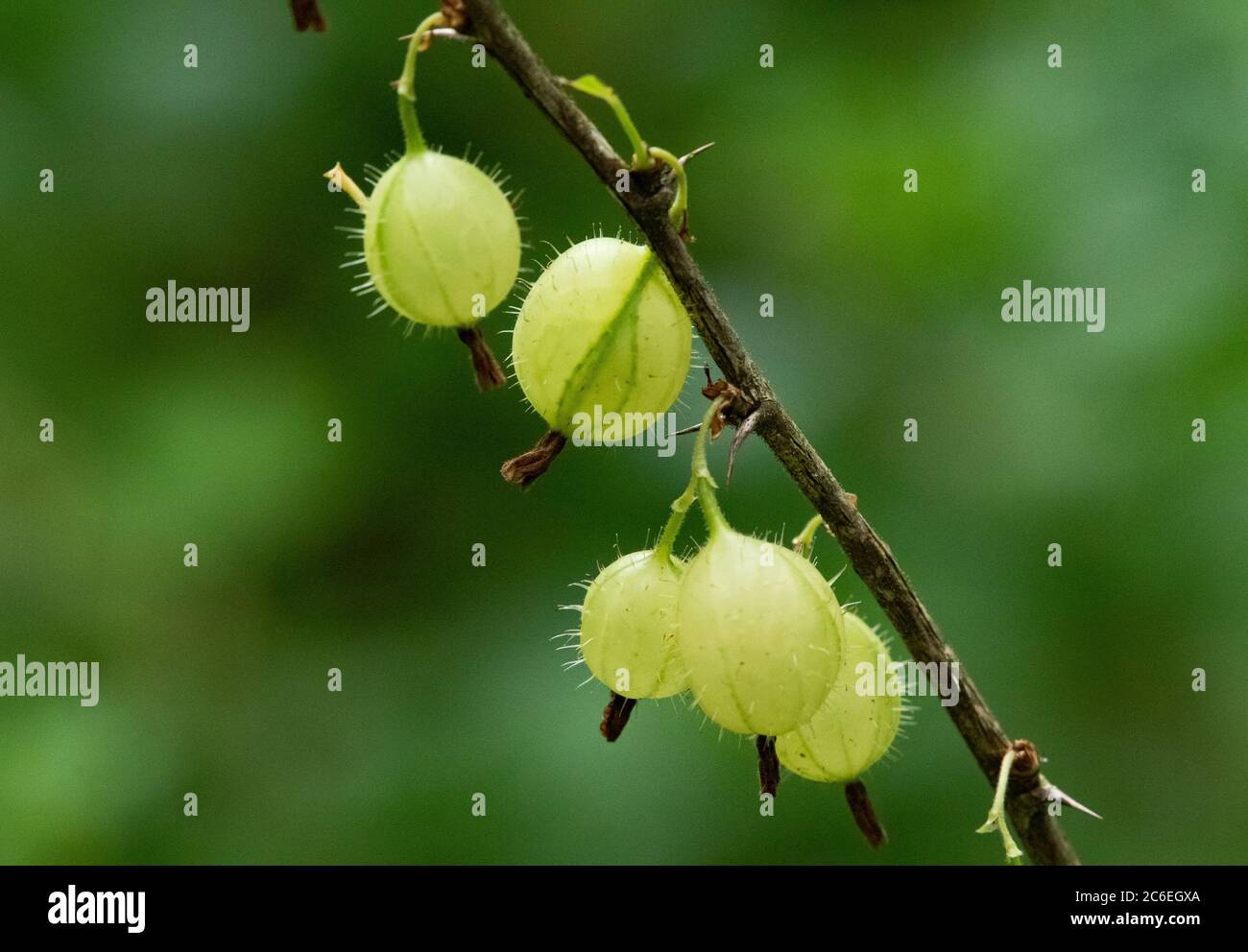 Goodseberry a stelo peloso, Chipping, Preston, Lancashire, Inghilterra, Regno Unito Foto Stock